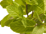 Essential Oils Suppliers